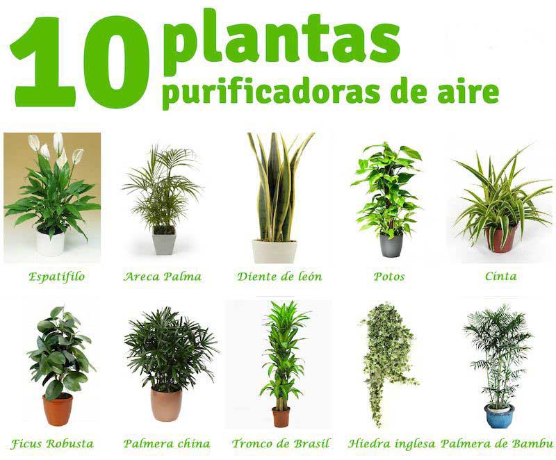 plantas 