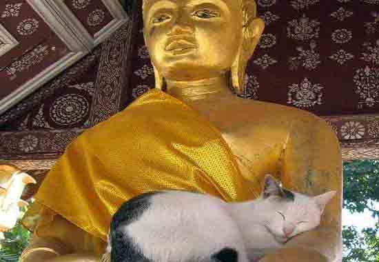 Budismo y los gatos