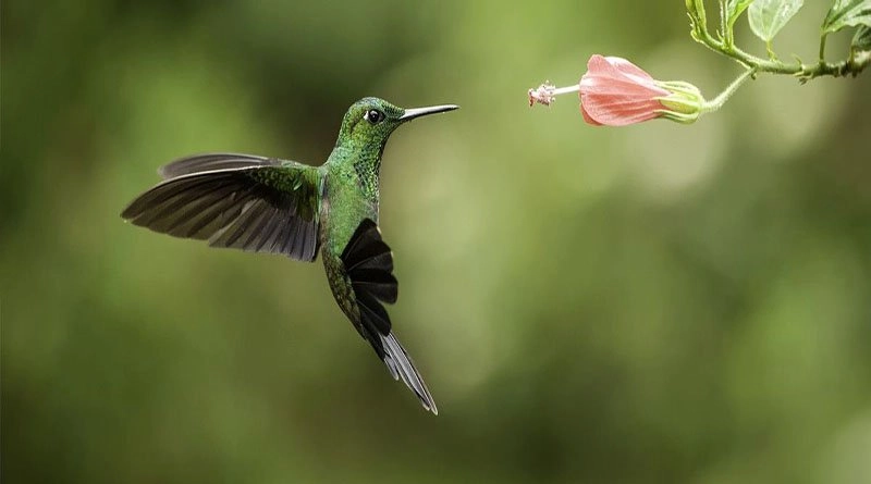 leyenda-maya-colibri